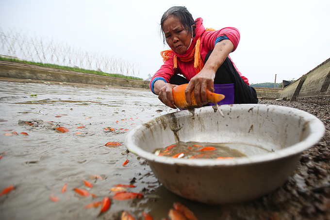 Làng cá chép đỏ hối hả thu hoạch trước Tết Công Táo
